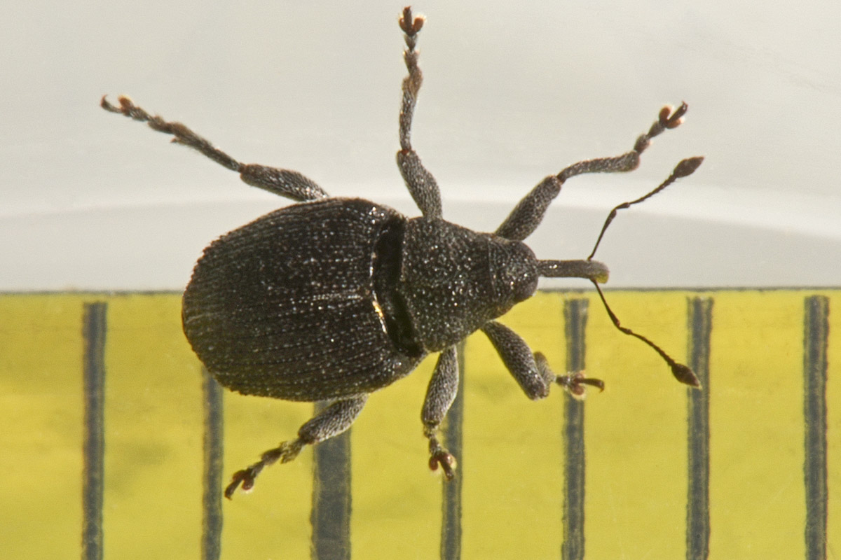 Curculionidae: Ceutorhynchus sp?    S !, Ceutorhynchus talickyi